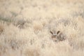 Bat-eared fox camouflaging in the desert bush near Sossusvlei, Namibia