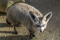 Bat eared fox close up portrait Royalty Free Stock Photo