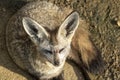 Bat eared fox close up portrait Royalty Free Stock Photo