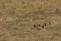 Bat Eared Fox Cubs in Den Royalty Free Stock Photo