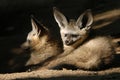 Bat-eared fox cubs Royalty Free Stock Photo