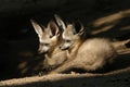 Bat-eared fox cubs Royalty Free Stock Photo