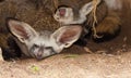 The Bat-eared fox and his family Royalty Free Stock Photo