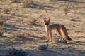 Bat eared fox Royalty Free Stock Photo