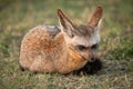Bat-eared fox lies on grass watching camera Royalty Free Stock Photo