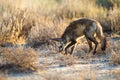 Bat-eared Fox mom and her cubs get some sun at the entrance to their burrow Royalty Free Stock Photo