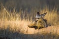 Bat-eared Fox mom and her cubs get some sun at the entrance to their burrow Royalty Free Stock Photo