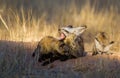 Bat-eared Fox mom and her cubs get some sun at the entrance to their burrow Royalty Free Stock Photo