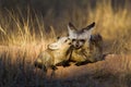 Bat-eared Fox mom and her cubs get some sun at the entrance to their burrow in the Kalahari desert Royalty Free Stock Photo