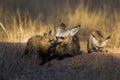 Bat-eared Fox mom and her cubs get some sun at the entrance to their burrow in the Kalahari desert Royalty Free Stock Photo