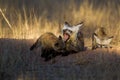 Bat-eared Fox mom and her cubs get some sun at the entrance to their burrow in the Kalahari desert Royalty Free Stock Photo