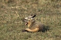 BAT EARED FOX otocyon megalotis, ADULT YAWNING, MASAI MARA PARK, KENYA