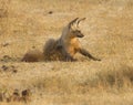 Bat-eared fox Royalty Free Stock Photo