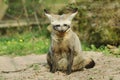 Bat eared fox Otocyon megalotis