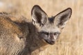 Bat-eared fox Otocyon megalotis Royalty Free Stock Photo