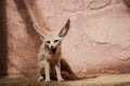 Bat-eared fox (Otocyon megalotis). Royalty Free Stock Photo