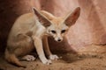 Bat-eared fox (Otocyon megalotis). Royalty Free Stock Photo