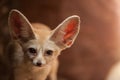 Bat-eared fox (Otocyon megalotis). Royalty Free Stock Photo