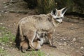 Bat-eared fox Royalty Free Stock Photo