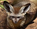 Bat-Eared Fox Otocyon megalotis Royalty Free Stock Photo