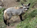 Bat-eared fox, Otocyon megalotis, perfectly hears, has big ears