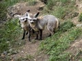 Bat-eared fox, Otocyon megalotis, perfectly hears, has big ears