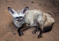 Bat-eared Fox Otocyon megalotis.