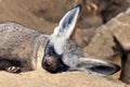 Bat-eared fox Royalty Free Stock Photo