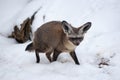 Bat Eared Fox - Otocyon megalotis in Snow, Prague Zoo