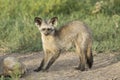 Bat-eared Fox (Otocyon megalotis) Tanzania Royalty Free Stock Photo