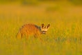 Bat-eared fox, Otocyon megalotis, wild dog from Africa. Rare wild animal, evening light in the grass. Wildlife scene, Okavango Royalty Free Stock Photo