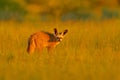 Bat-eared fox, Otocyon megalotis, wild dog from Africa. Rare wild animal, evening light in the grass. Wildlife scene, Okavango