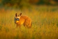 Bat-eared fox, Otocyon megalotis, wild dog from Africa. Rare wild animal, evening ligt in grass. Wildlife scene, Nxai Pan National Royalty Free Stock Photo