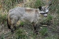 Bat-eared fox (Otocyon megalotis).