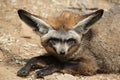 Bat-eared fox (Otocyon megalotis). Royalty Free Stock Photo