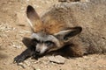 Bat-eared fox (Otocyon megalotis). Royalty Free Stock Photo