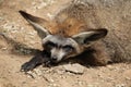 Bat-eared fox (Otocyon megalotis).