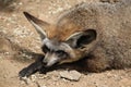 Bat-eared fox (Otocyon megalotis). Royalty Free Stock Photo