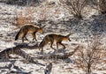 Bat-eared Fox Pair Royalty Free Stock Photo