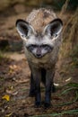 bat-eared fox portrait in nature park Royalty Free Stock Photo