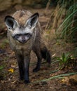 bat-eared fox portrait in nature park Royalty Free Stock Photo