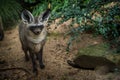 bat-eared fox portrait in nature park Royalty Free Stock Photo