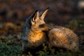 Bat-eared fox, Serengeti Royalty Free Stock Photo