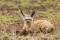 Bat eared fox Royalty Free Stock Photo