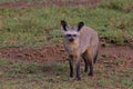 Bat Eared, Fox, Serengeti Plains, Tanzania, Africa Royalty Free Stock Photo