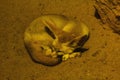 Bat-eared fox is sleeping and the habit is not feral. Royalty Free Stock Photo