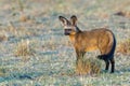 Bat-eared Fox, Standing, Tail Flicking Royalty Free Stock Photo
