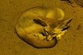Bat-eared fox is sleeping and the habit is not feral. Royalty Free Stock Photo