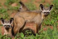 Bat-eared foxes Royalty Free Stock Photo