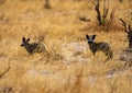 Bat-eared Foxes Royalty Free Stock Photo